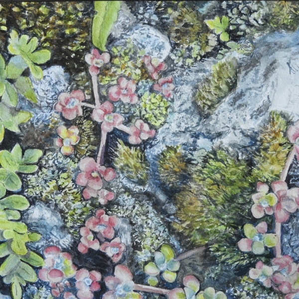 Amongst the rocks2